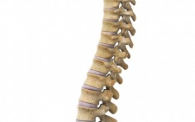Anatomy of the Spine