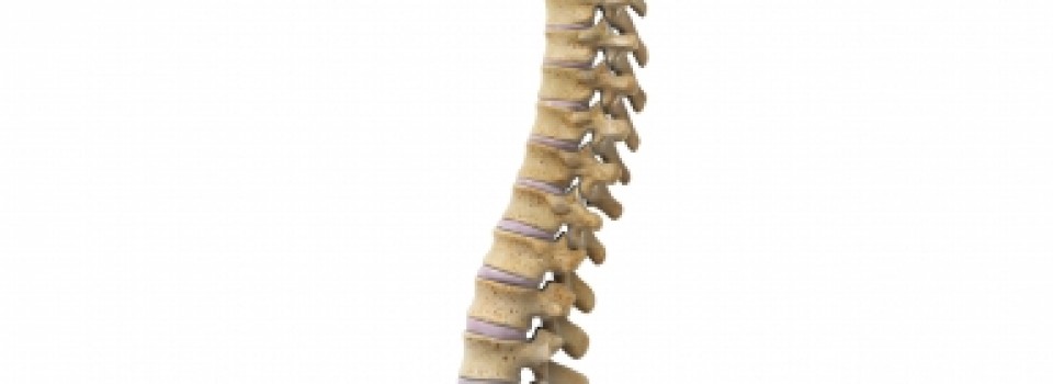 Anatomy of the Spine â€¢ Los Angeles; CA â€¢ Advanced Pain Medical Group